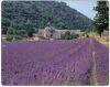 Коврик Natural Collection, LAVENDER FIELDS, спец. пластик  Brite, 3мм (Fellowes, США)